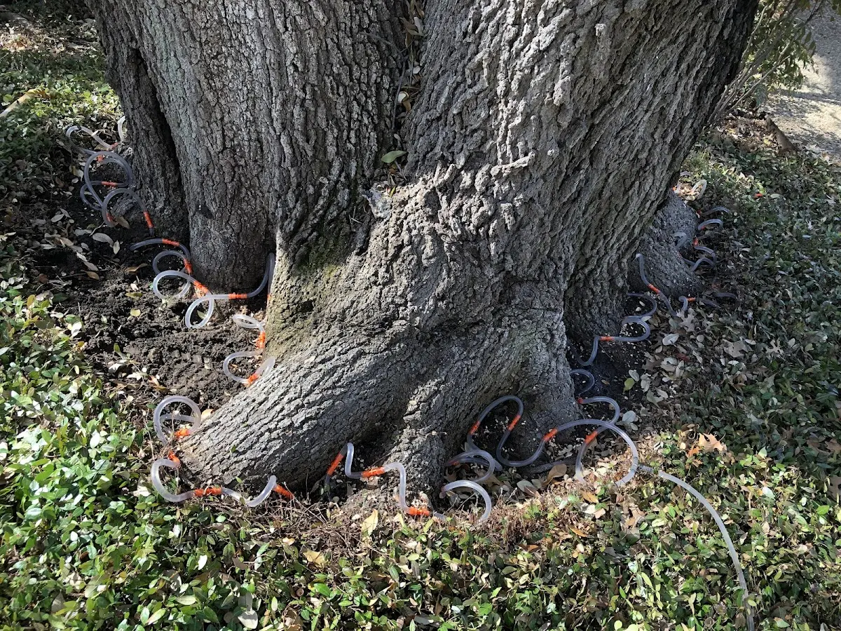 Detailed Tree Cabling and Bracing job site in New Madison