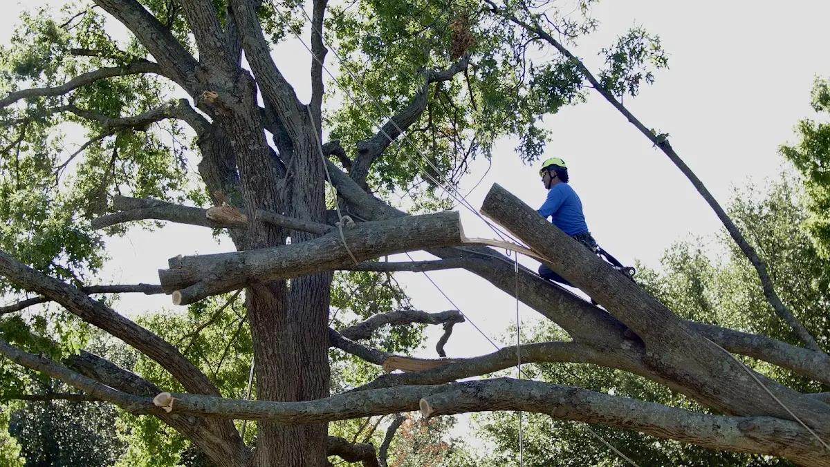 Professional Hazardous Tree Removal performed by certified arborists in New Madison